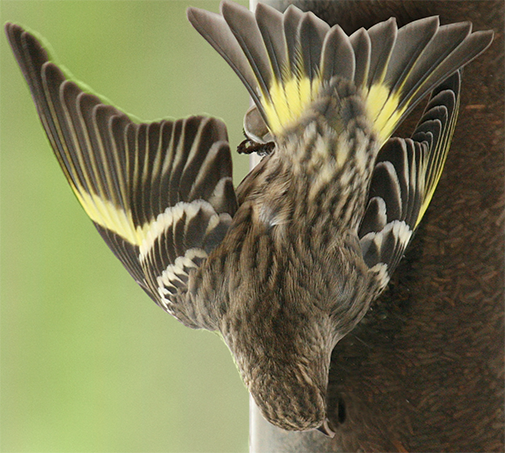 The Backyard Naturalist and The Pine Siskin Irruption. How to identify Pine Siskins.