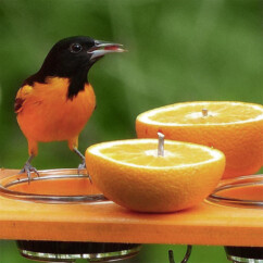 Recycled Oriole Fruit and Jelly Feeders