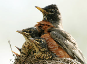 American Robin mother protecting her babies in their nest. If her babies fell out, she will be happy if you put them back! Human touch or 'smell' does not come between a mama bird and her babies!