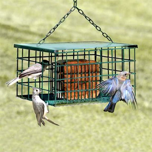 The Backyard Naturalist store has The Suet Palace Feeder in stock. Keep Grackles and Starlings out, but allows Woodpeckers to enjoy your suet!