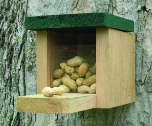 The Backyard Naturalist supports people who feed squirrels! We have feeders and foods made especially for squirrels, like  The Squirrel Snack Box.