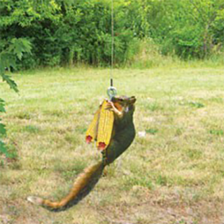 The Backyard Naturalist has the Squngee! A Squirrel Bungee Jumping feeder that will bring hours of entertainment for you while providing a safe, rewarding feast for your backyard squirrels.