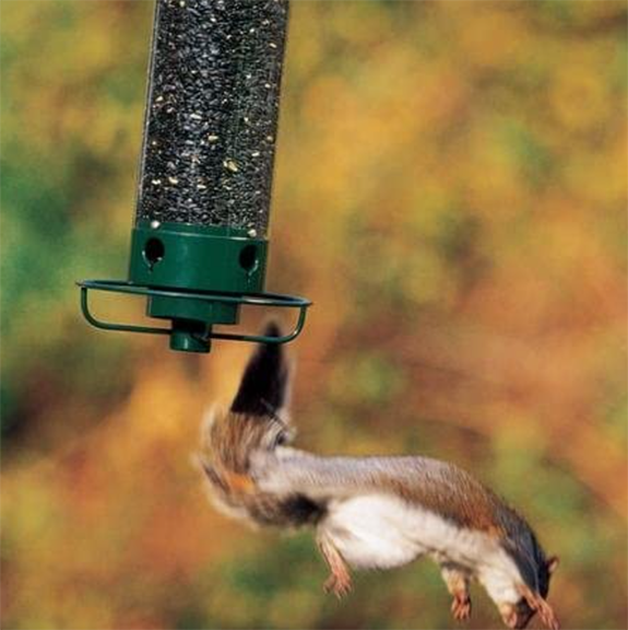 The Backyard Naturalist recommends Droll Yankees' Squirrel Proof Feeders, including The Flipper, pictured flipping a hungry squirrel away from the seed!