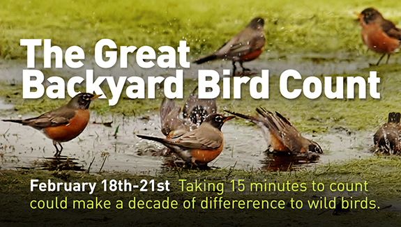 The Great Backyard Bird Count for 2022 is February 18-21. Take 15 minutes to count and submit your results.
