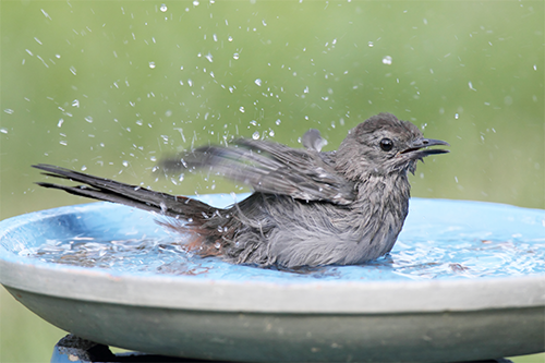 The Backyard Naturalist will help you determine the best water source for your backyard bird habitat.