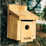 The Backyard Naturalist stocks biologically species correct bird houses for Wrens in a variety of styles, like this one, The Wren House 2, by Woodlink.