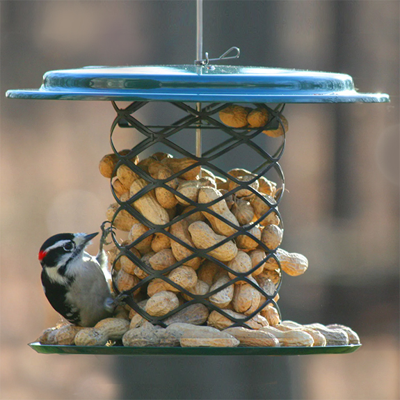 The Backyard Naturalist stocks Birds Choice Magnet Mesh Whole Peanut Feeder that is durable all-steel construction will attract Woodpeckers that perch or cling to mesh so they can peck peanuts out of the shells.