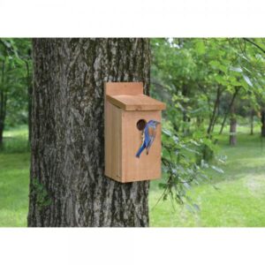 The Backyard Naturalist has 'The Town and Country Cedar Nest Box' and other traditional cedar Bluebird nesting boxes/houses.
