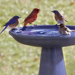 Ceramic Pottery Bird Baths