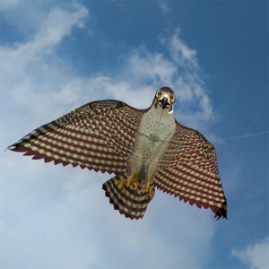 The Backyard Naturalist has Bird Kites with 55-inch wingspan and wings that flap like a real bird. We have the Peregrine Falcon (pictured here) and also The Osprey and Rainbow Parrot.