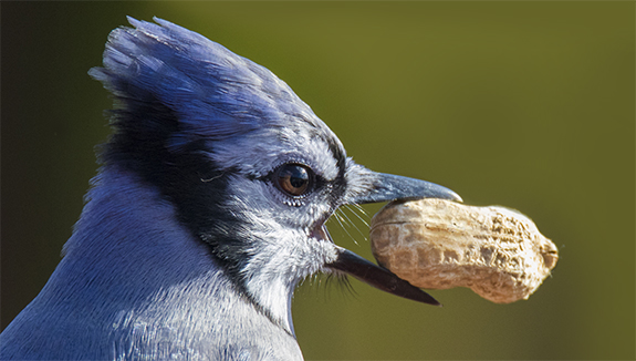 Blue Jay retrieves peanut in-the-shell from backyard bird feeder. Maryland Department of Natural Resources says safe to resume feeding wild birds after spring and summer unusual number of bird deaths. Exact cause is still unknown.
