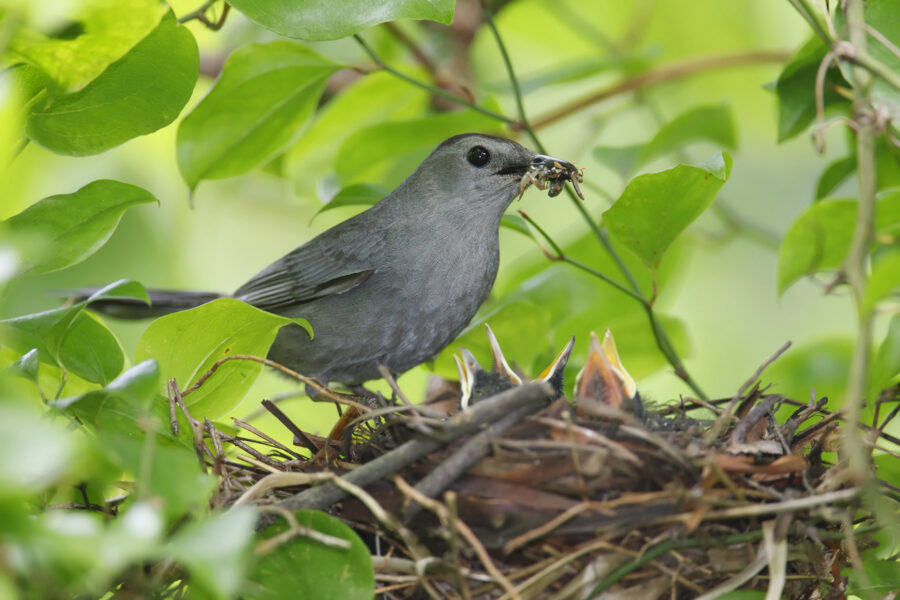 Leave the Leaves! Mother Nature uses them to protect the native insect population  over winter. Birds feed their babies almost exclusively on insects, so a  healthy insect population is critical to generations of wild birds!